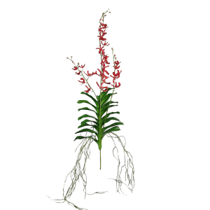 FlowerDutchess varga orchidee rood