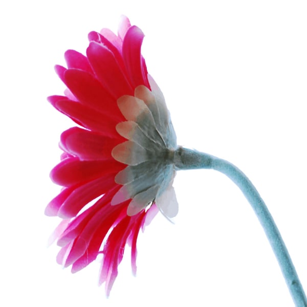 Gerbera hotpink 1 1