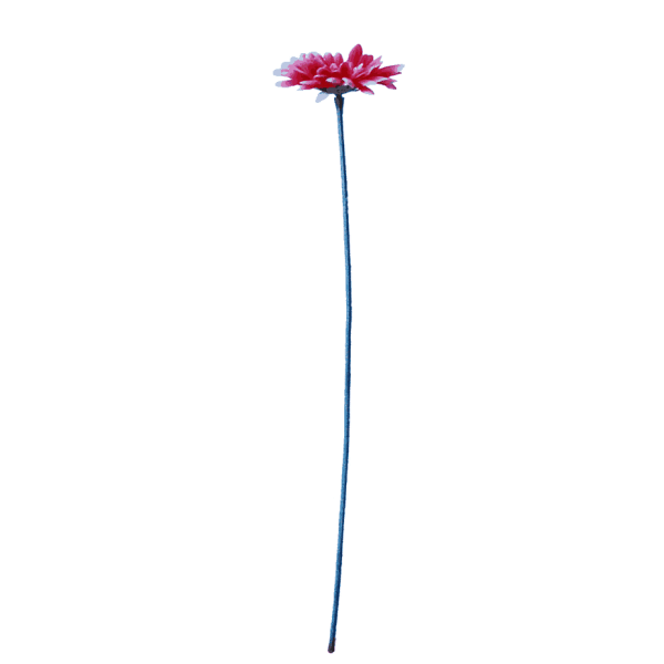 Gerbera hotpink 4 1