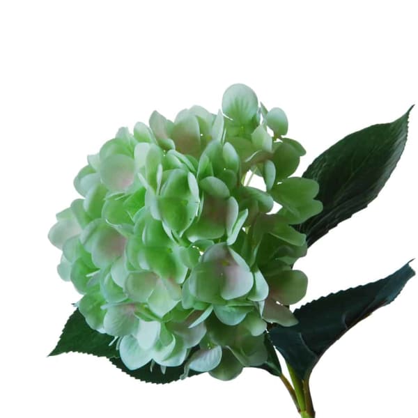 Flowerdutchess Hortensia 67cm groen licht blauw
