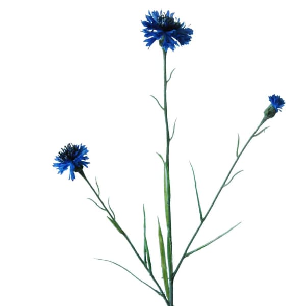 FlowerDutchess Korenbloem 62cm Blauw 3