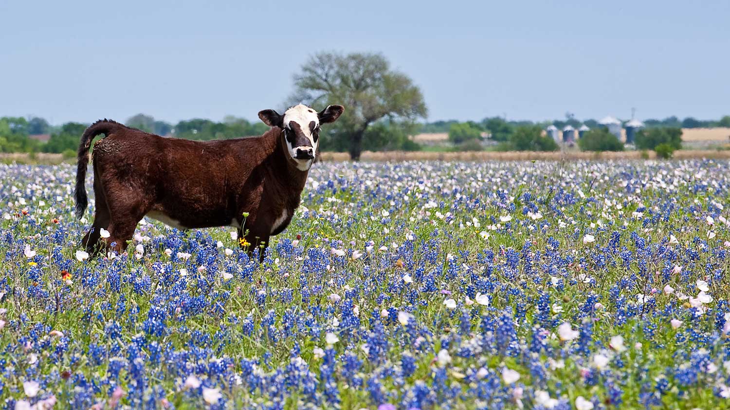 Beautiful Texas Hill Country landscape at Annandale Ranch Retreat