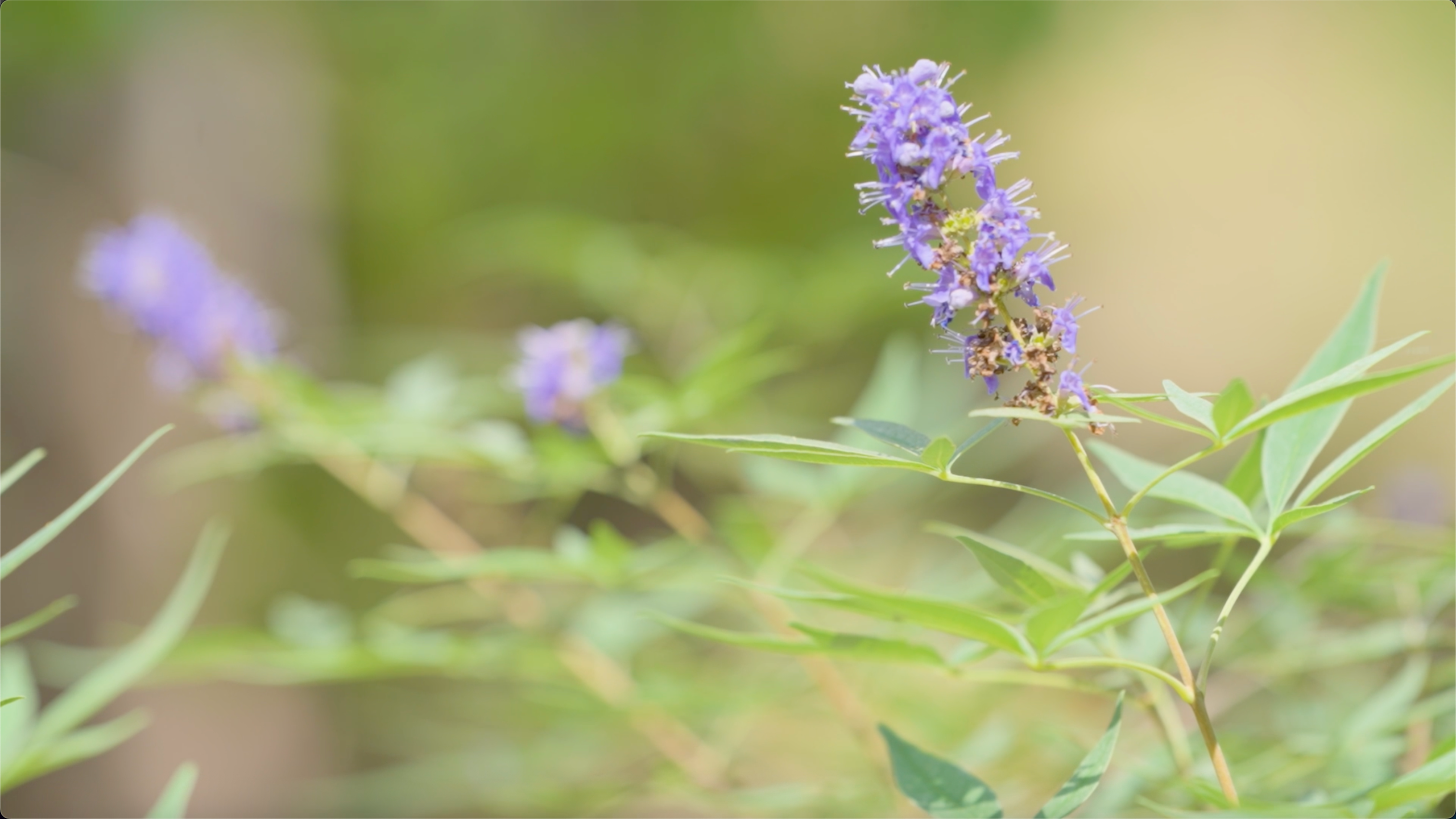 Beautiful flowers at Annandale Ranch Retreat showcasing God's creation