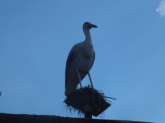 Под Гатчиной заметили аиста