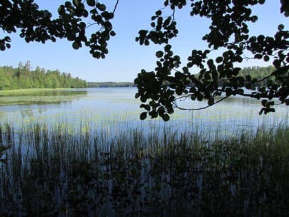 Дрозденко подписал постановление об создании заказника «Ореховский»