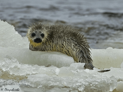 Сотрудники Ленинградской АЭС помогли спасти детеныша краснокнижной нерпы