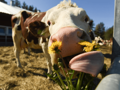 Ленобласть увеличивает производство молока