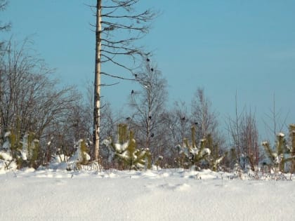В Приозерском районе стая тетеревов попала в объектив биолога Павла Глазкова