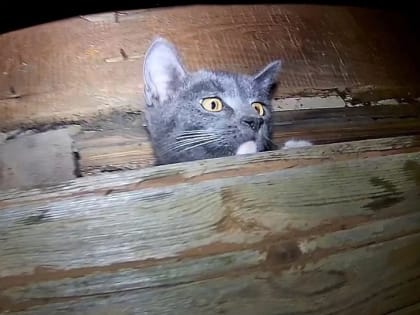 В Гатчине спасли кота