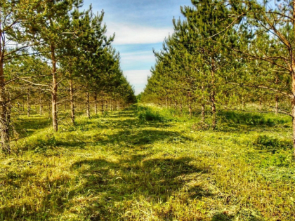 Ленобласть – в лидерах в России по уходу за лесами