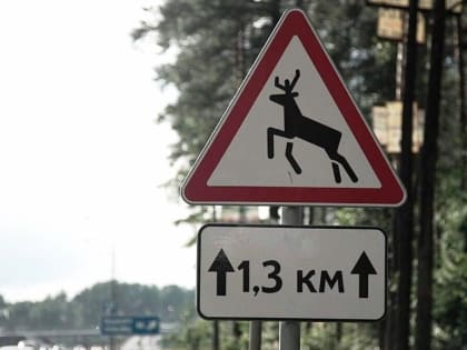 Осенний гон лосей в Санкт-Петербурге: меры предосторожности для водителей