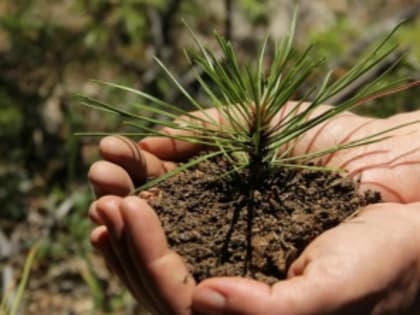 «Сохраним природу вместе!»: ломоносовцев приглашают присоединиться к акции «Всероссийский день посадки леса»