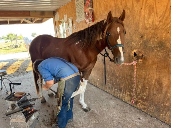 4-year-old red roan tobiano stud