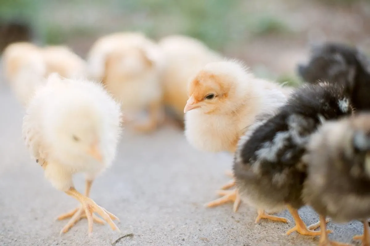 Baby chicks, Coop-ready chickens, Started pullets