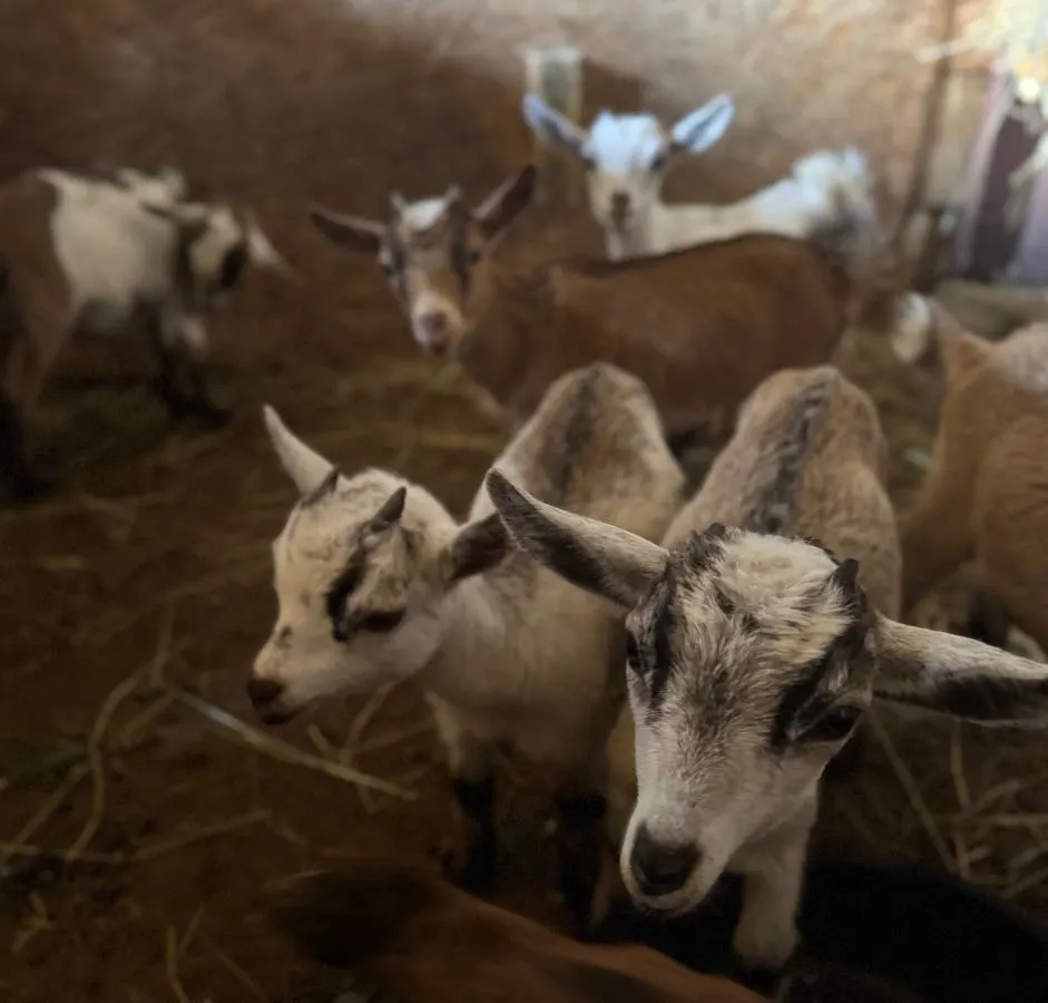 Nigerian & pygmy goat kids for sale