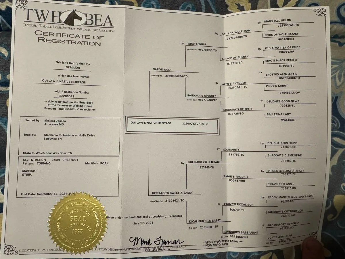 4-year-old red roan tobiano stud