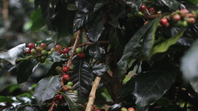Brawn & Brains Coffee