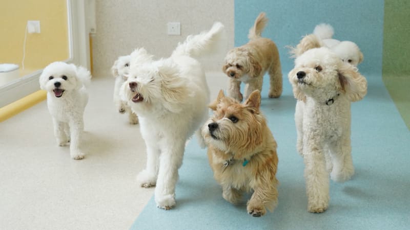 Puppy Colours