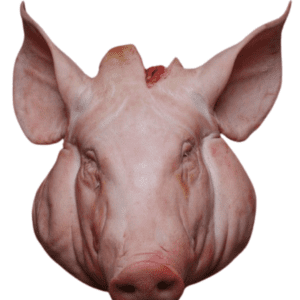 Pig Head (猪头)
