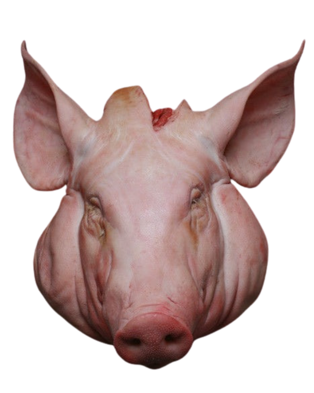 Pig Head (猪头)