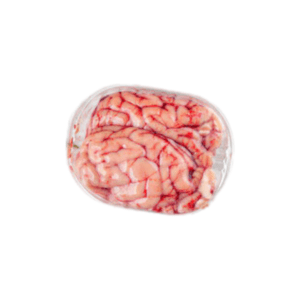 Brain (猪脑)