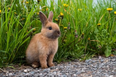 Les différentes espèces animales en médiation : comment choisir l’animal adapté à chaque public