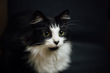 Bien-être animal et relation homme-animal : philosophie, valeurs et éthique des interventions assistées par l’animal