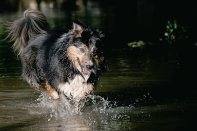 Étude de cas : mise en place d’un programme de médiation animale en EHPAD