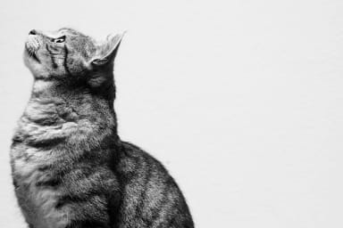 Évaluer l’impact d’un programme de médiation animale : outils, indicateurs et retours terrain