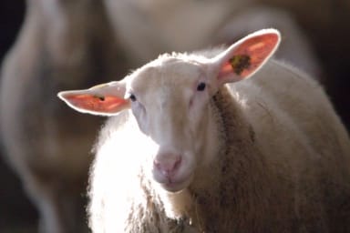 Adapter la médiation animale aux personnes en situation de handicap : bonnes pratiques et retours d’expérience