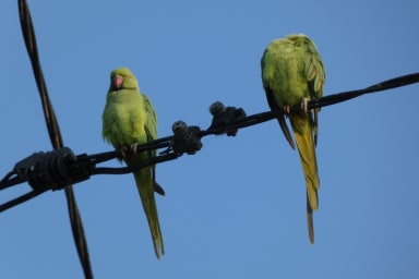 Les animaux exotiques en médiation : ouvrir de nouveaux horizons émotionnels