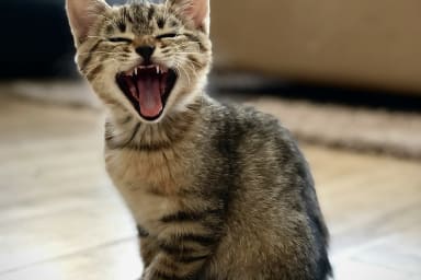 La relation tripartite : bénéficiaire, animal, intervenant