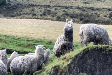 Éthique et responsabilité dans la médiation animale