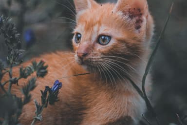 La médiation animale pour les enfants : bienfaits, pratiques et intégration en crèches et écoles