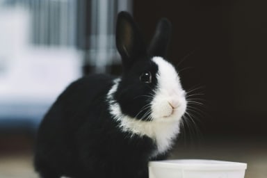 Bien-être animal : critères et indicateurs en médiation