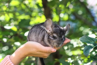 Innovations et perspectives éthiques dans la médiation animale