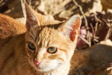 Intégrer la médiation animale dans un projet d’animation en établissement médico-social