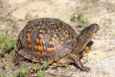 Les tortues, symboles de patience : leur rôle apaisant en accompagnement thérapeutique