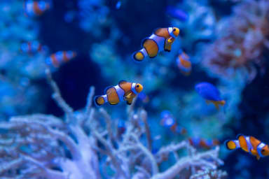 Les bienfaits des poissons d’aquarium sur la gestion du stress et de l’agitation chez les personnes autistes