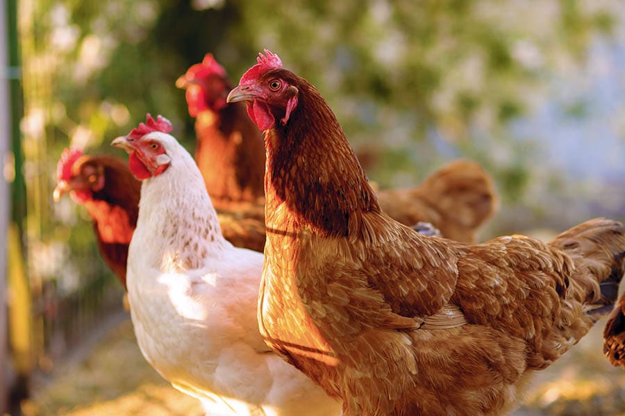 Poules et médiation animale en Alsace