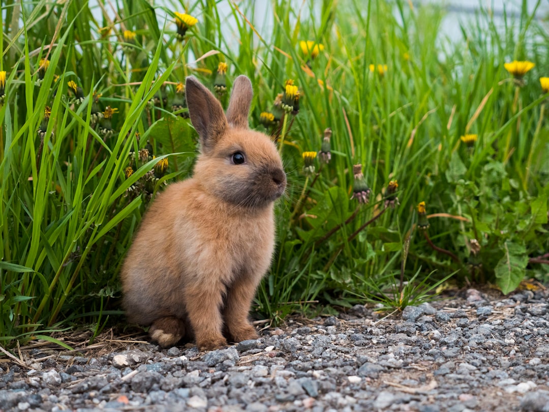 Les différentes espèces animales en médiation : comment choisir l’animal adapté à chaque public