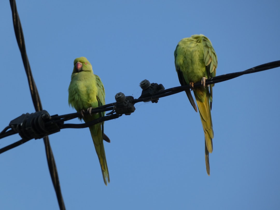 Les animaux exotiques en médiation : ouvrir de nouveaux horizons émotionnels