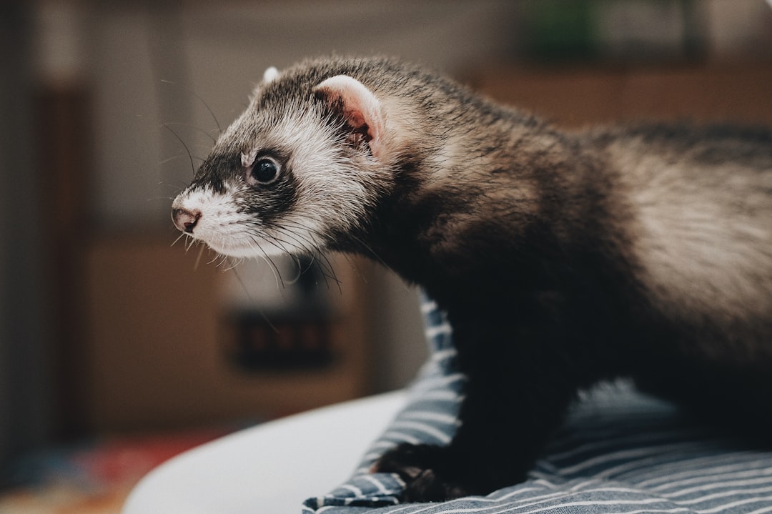 La médiation animale avec les furets : curiosité et complicité au service du bien-être
