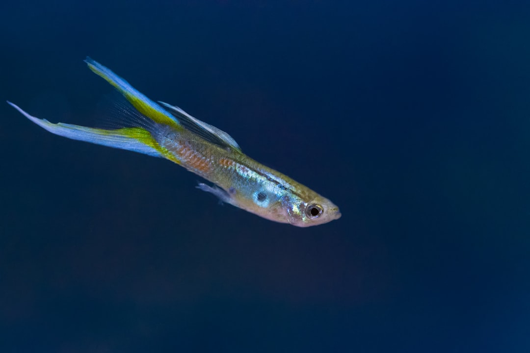 Poissons et aquariums : comment l’observation aquatique favorise la relaxation et la concentration