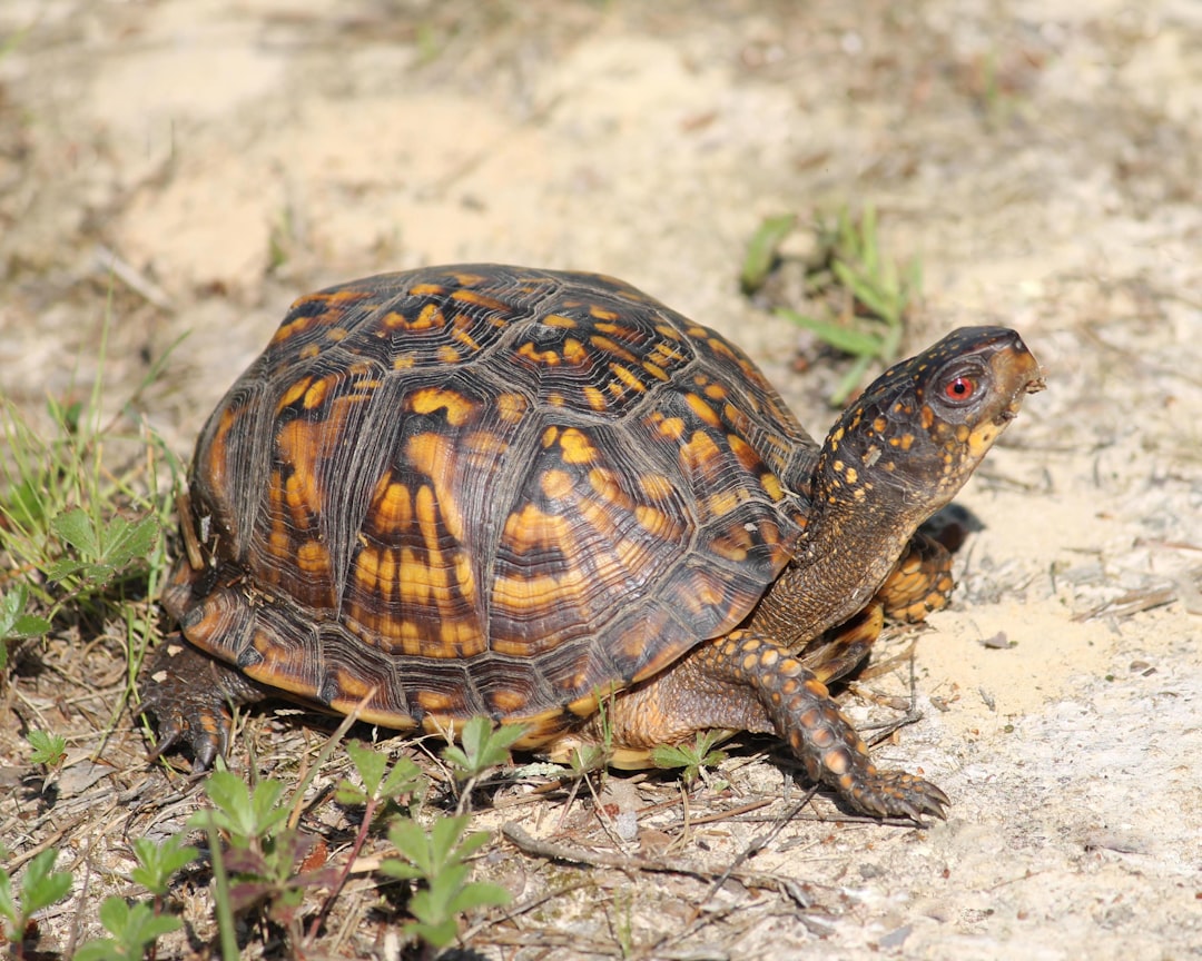 Les tortues, symboles de patience : leur rôle apaisant en accompagnement thérapeutique