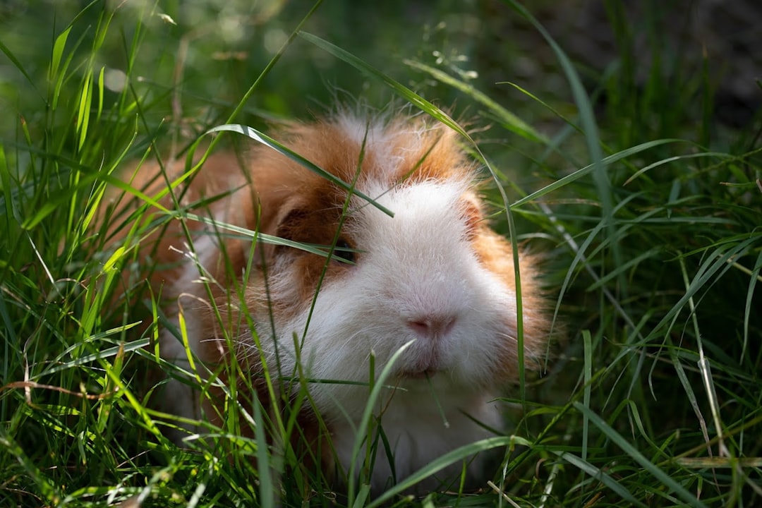 L’impact des animaux de compagnie sur la prévention des rechutes en santé mentale chez les adolescents