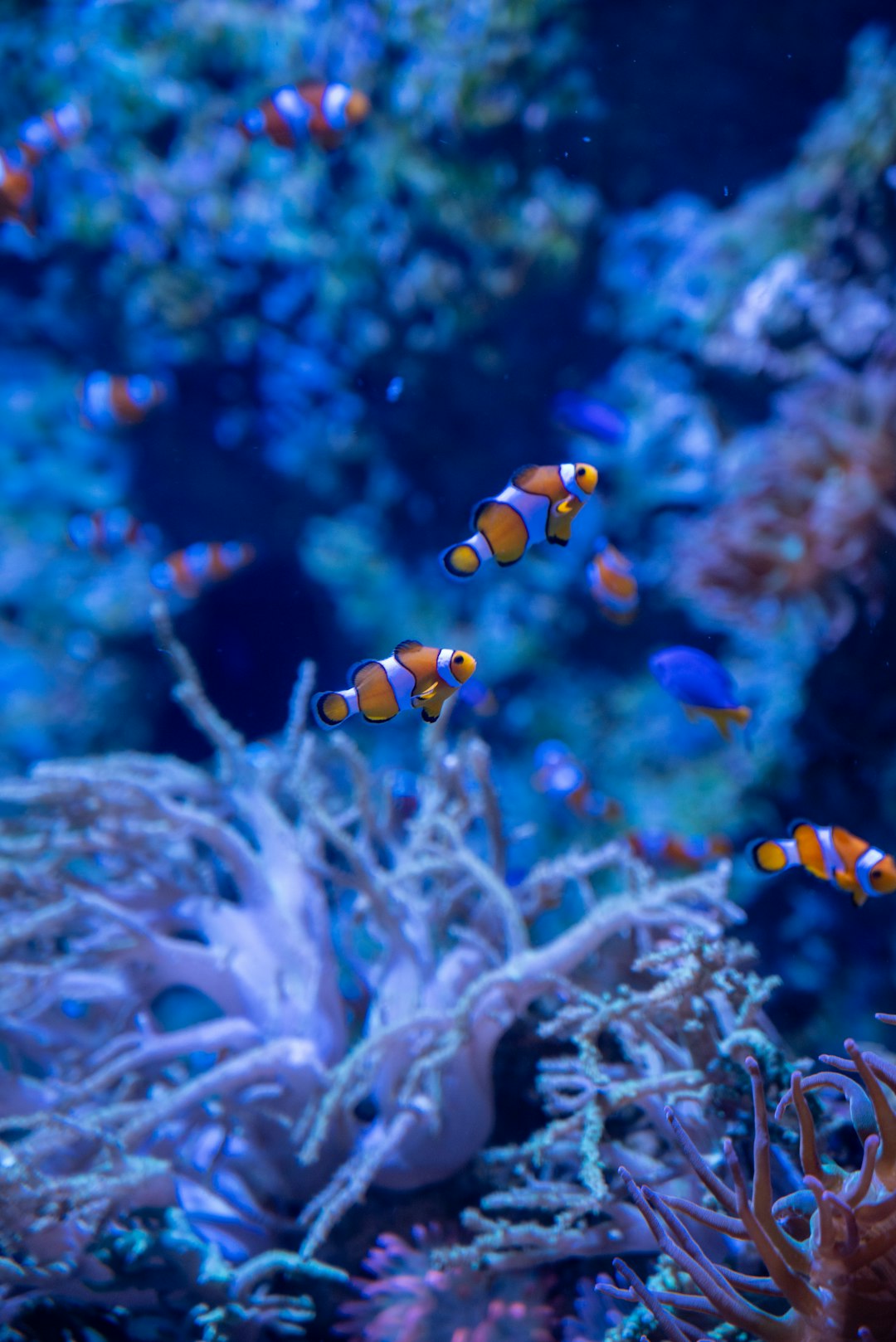 Les bienfaits des poissons d’aquarium sur la gestion du stress et de l’agitation chez les personnes autistes