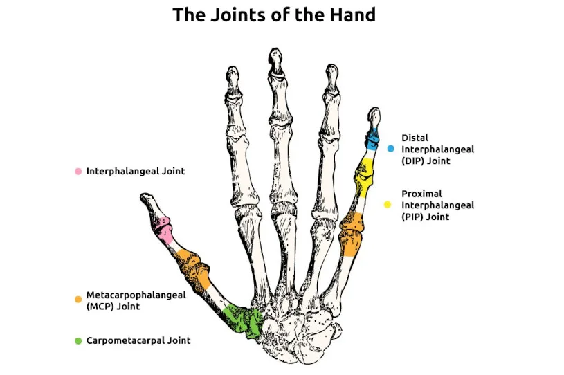 joints of the hand