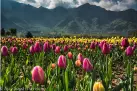 Kashmir Spring