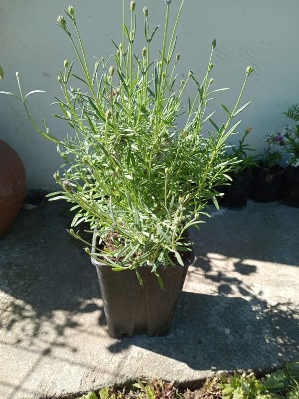 LAVANDA